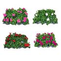 Bild von Impatiens P9 Divers